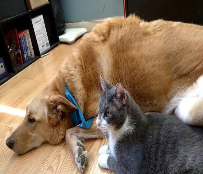 cat and dog resting